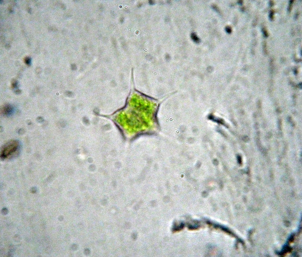 Tetraedron caudatum probabilmente